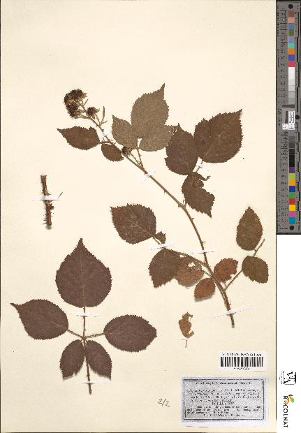 spécimen de Rubus argentatus