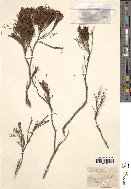 spécimen de Callitris sp.