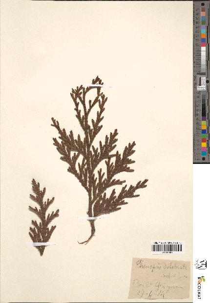 spécimen de Thujopsis borealis