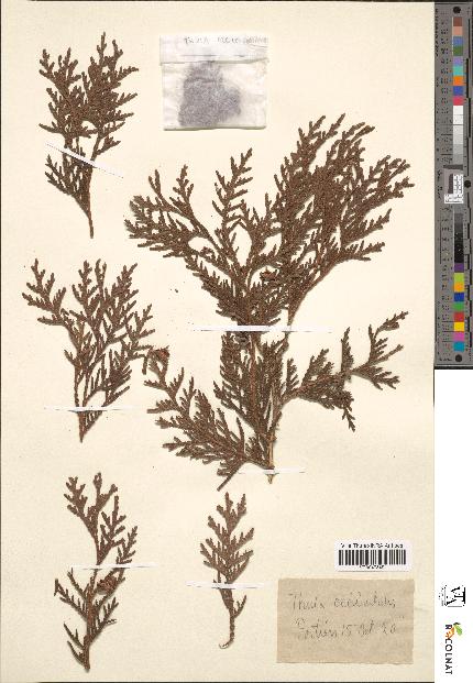 spécimen de Thuja occidentalis