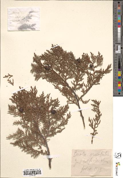 spécimen de Biota orientalis