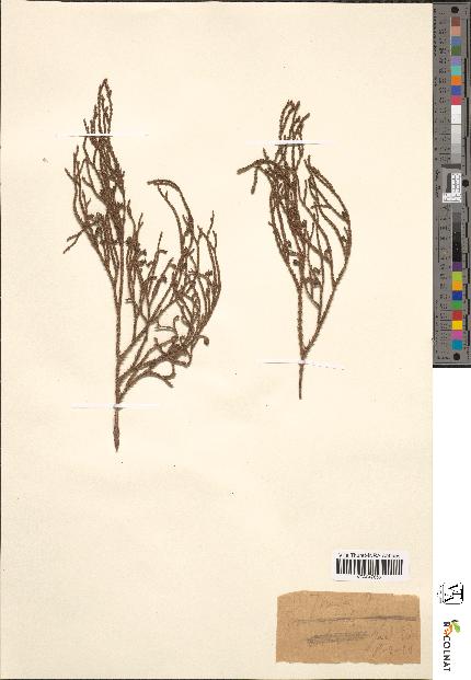 spécimen de Thuja sp.