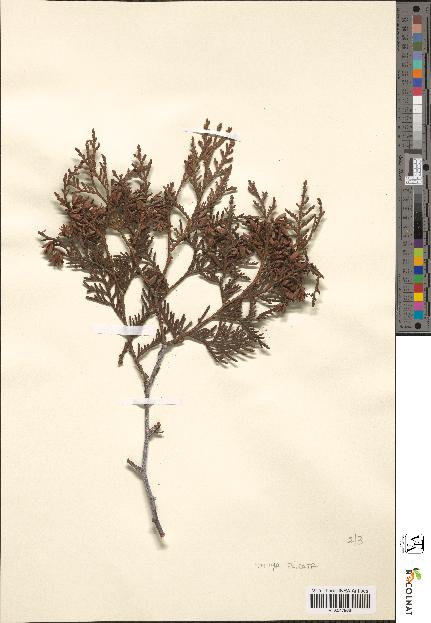 spécimen de Thuja plicata