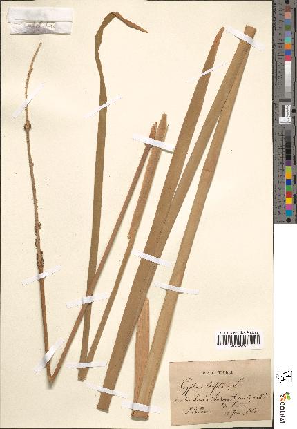 spécimen de Typha latifolia