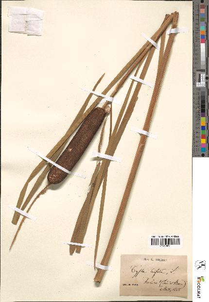 spécimen de Typha latifolia