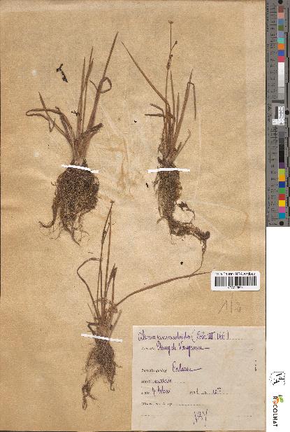 spécimen de Alisma ranunculoides