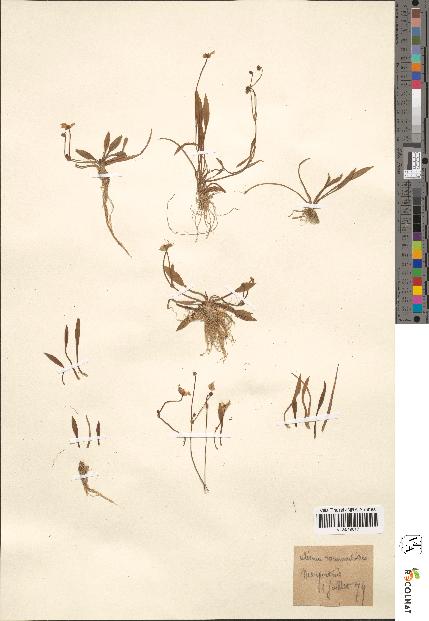 spécimen de Alisma ranunculoides