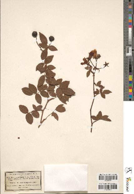 spécimen de Rosa sempervirens