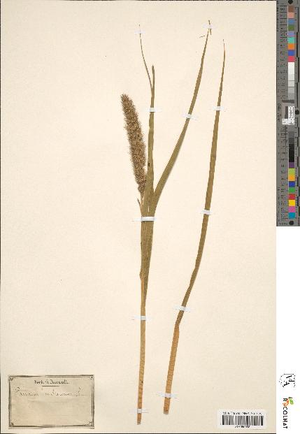 spécimen de Panicum miliaceum
