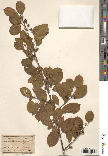 spécimen de Rhamnus frangula