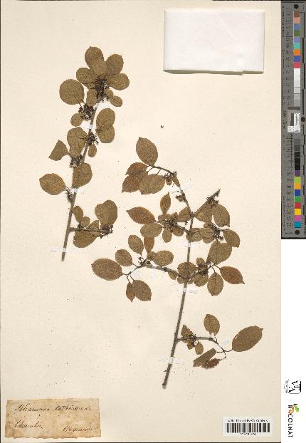 spécimen de Rhamnus cathartica