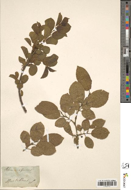 spécimen de Rhamnus alpina