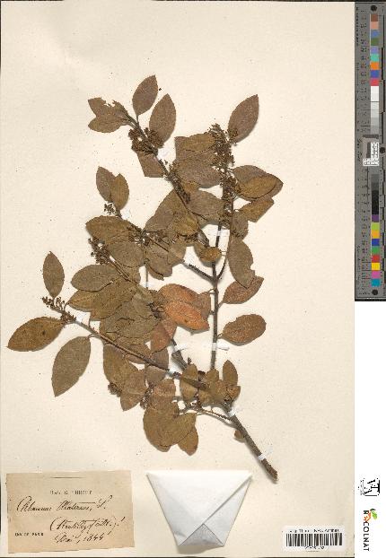 spécimen de Rhamnus alaternus