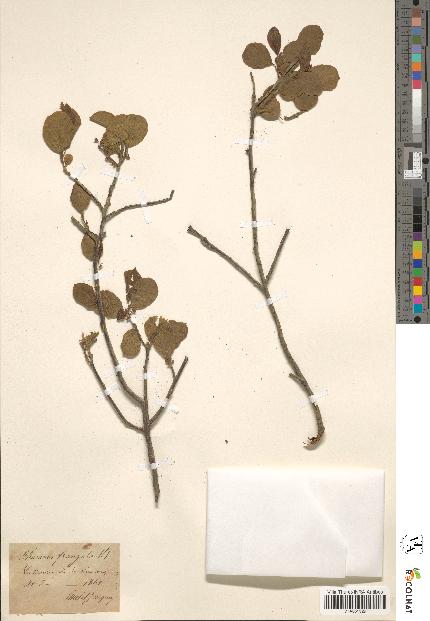 spécimen de Rhamnus frangula