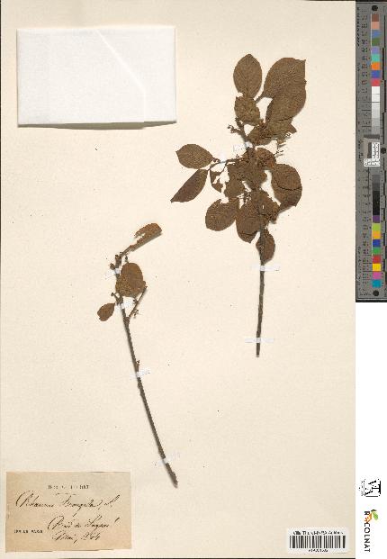 spécimen de Rhamnus frangula