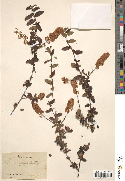 spécimen de Ceanothus dentatus