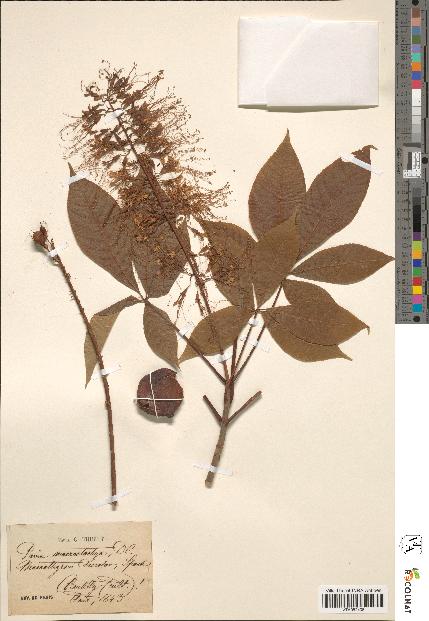 spécimen de Aesculus hippocastanum