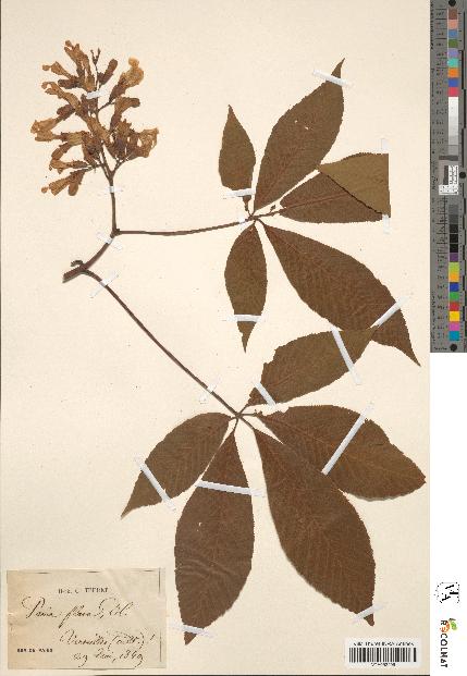 spécimen de Aesculus hippocastanum