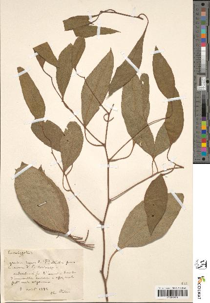 spécimen de Eucalyptus sp.