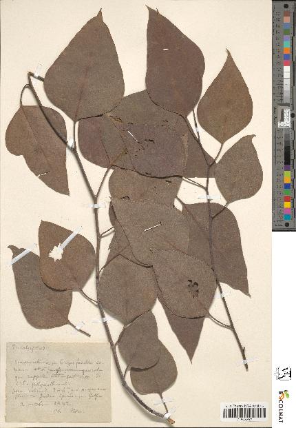 spécimen de Eucalyptus sp.