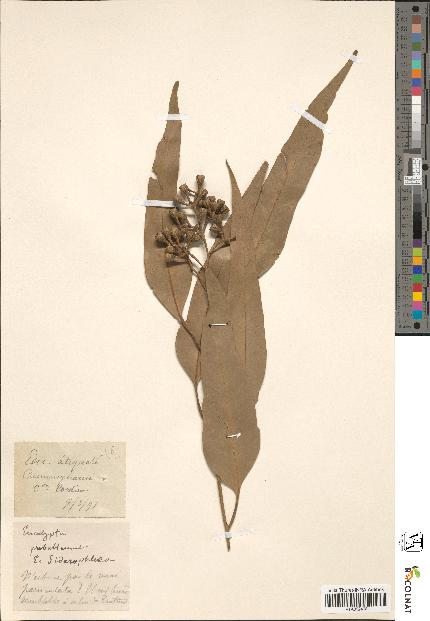 spécimen de Eucalyptus siderophloia