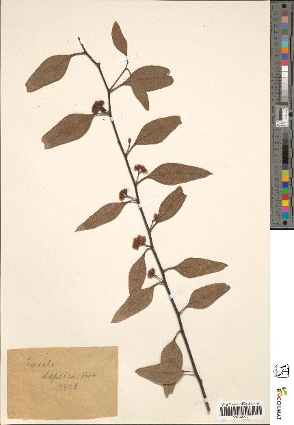 spécimen de Eucalyptus depsica