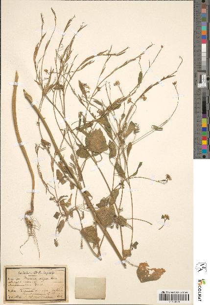 spécimen de Brassica nigra