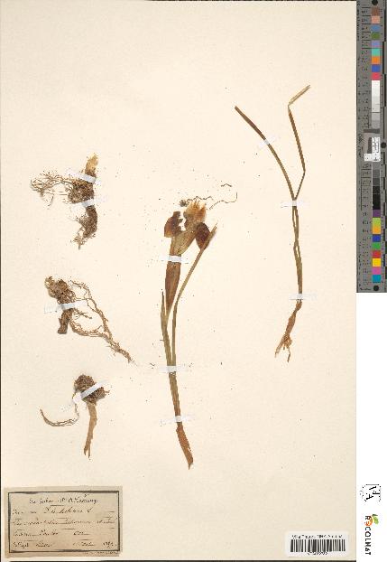 spécimen de Iris tuberosa