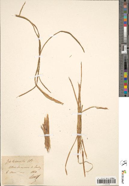 spécimen de Iris tuberosa