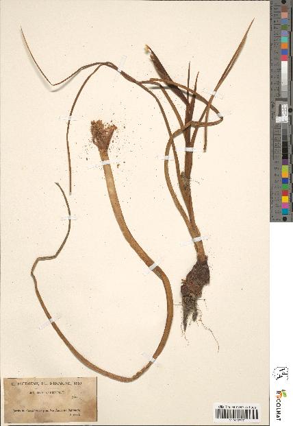 spécimen de Iris xiphium