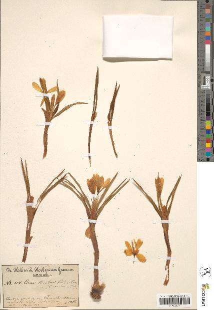spécimen de Crocus aucheri