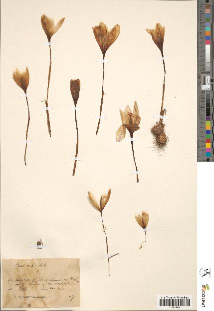 spécimen de Crocus medius