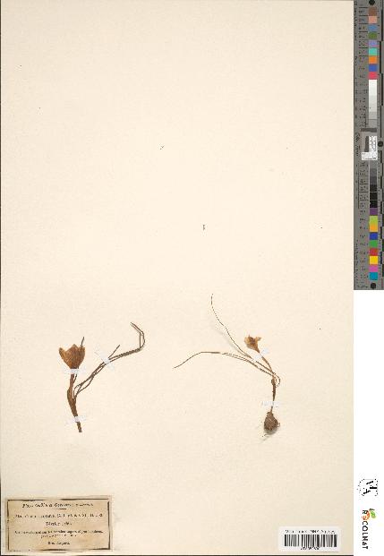 spécimen de Crocus minimus