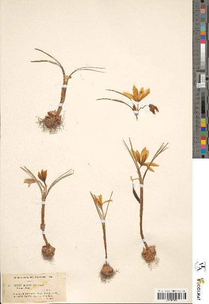 spécimen de Crocus moesiacus