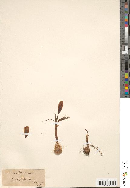 spécimen de Crocus pallasii