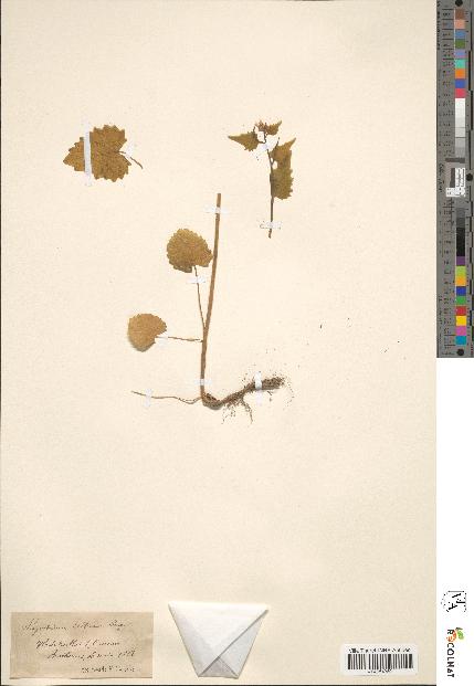 spécimen de Sinapis amplexicaulis