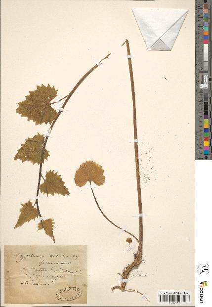 spécimen de Sinapis amplexicaulis