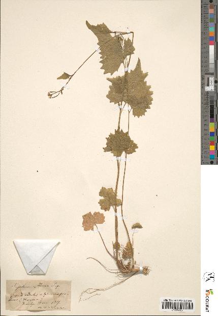 spécimen de Sinapis amplexicaulis