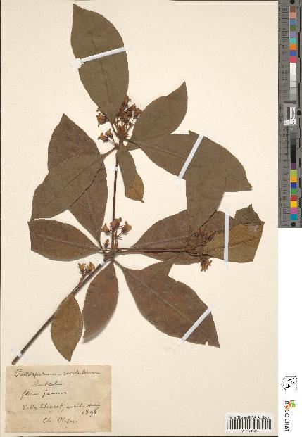 spécimen de Pittosporum revolutum