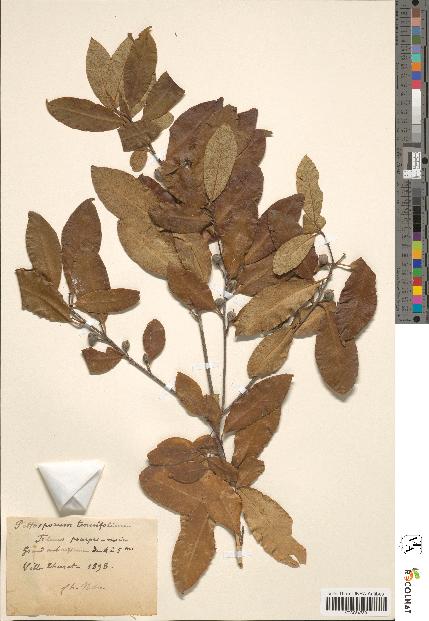 spécimen de Pittosporum tenuifolium