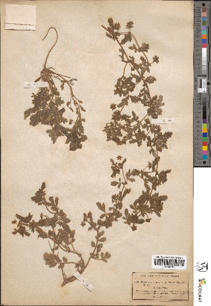 spécimen de Potentilla supina