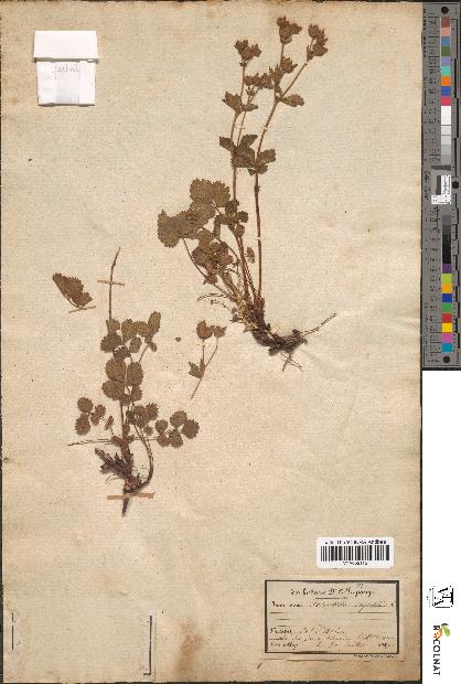 spécimen de Potentilla rupestris