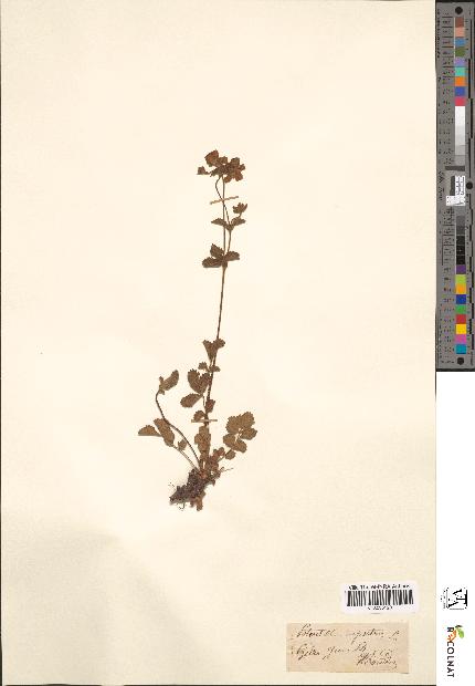 spécimen de Potentilla rupestris