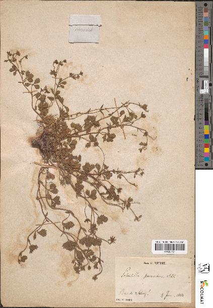 spécimen de Potentilla procumbens