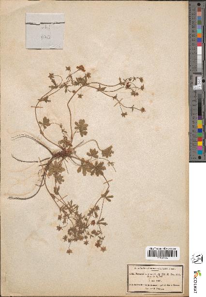 spécimen de Potentilla opaca