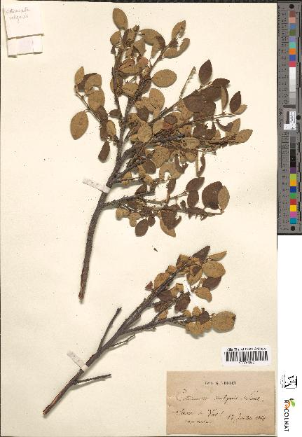 spécimen de Cotoneaster vulgaris