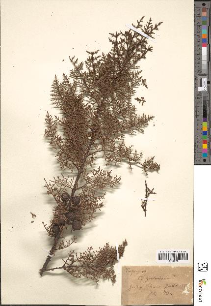 spécimen de Cupressus goveniana