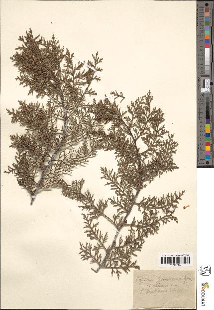 spécimen de Cupressus goveniana