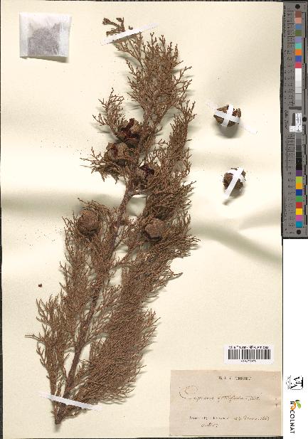 spécimen de Cupressus sempervirens