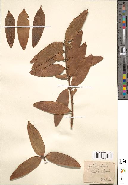 spécimen de Agathis robusta